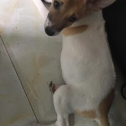 Tìm chó lai Phú Quốc bị đi lạc tại Khánh Hòa