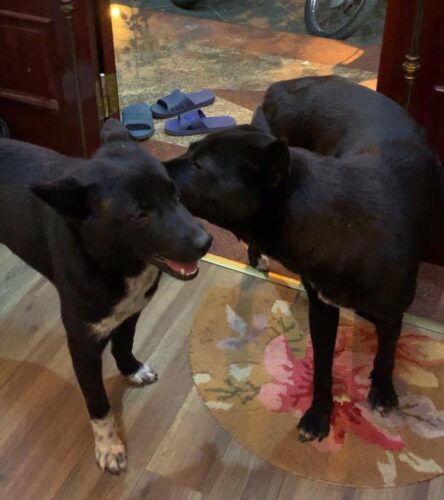 Tìm chó Mông Cộc màu đen bị đi lạc tại Tây Hồ, Hà Nội Tìm chó Mông Cộc màu đen bị đi lạc tại Tây Hồ, Hà Nội