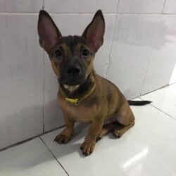 Tìm chó Phốc Hươu bị đi lạc tại Quận 1, TPHCM