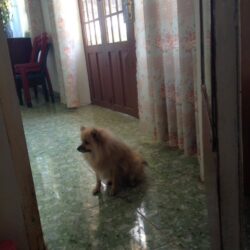 Tìm chó Phốc sóc bị đi lạc tại Bảo Định, Đồng Nai