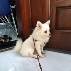 Tìm chó Phốc sóc trắng đi lạc ở Bãi Sậy, Q. Cẩm Lệ, Đà Nẵng