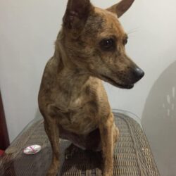 Tìm chó Phú Quốc bị lạc tại Nha Trang