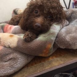 Tìm chó Poodle bị đi lạc tại Bắc Từ Liêm, HN