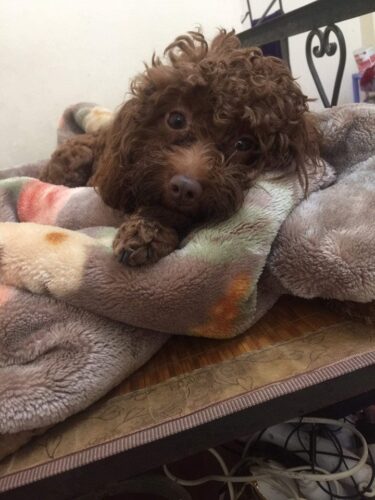 Tìm chó Poodle bị đi lạc tại Bắc Từ Liêm, HN Tìm chó Poodle bị đi lạc tại Bắc Từ Liêm, HN