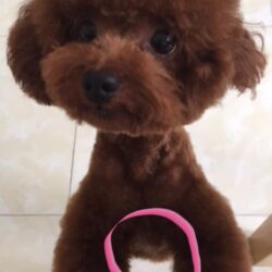 Tìm chó Poodle bị đi lạc tại chung cư Goldmark, Hà Nội