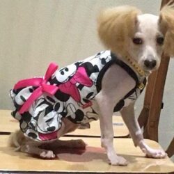 Tìm chó Poodle cái bị đi lạc tại Đê La Thành, Đống Đa, HN
