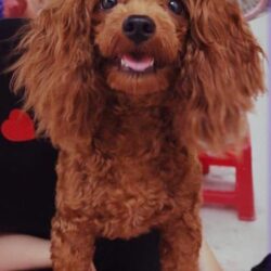 Tìm chó Poodle đi lạc ở Chùa Hàng, Q. Lê Chân, Hải Phòng