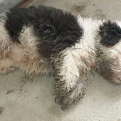 Tìm chó Poodle lai bị bắt trộm tại Bình Chánh, TPHCM