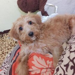 Tìm chó Poodle lai bị đi lạc tại Bắc Ninh