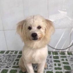 Tìm chó Poodle lai bị đi lạc tại Cần Thơ