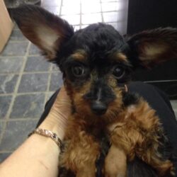 Tìm chó Poodle lai bị đi lạc tại Đống Đa, HN