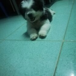 Tìm chó Poodle lai bị đi lạc tại Q.9. TPHCM