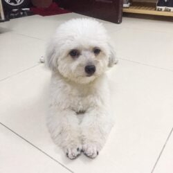 Tìm chó Poodle lai lông trắng bị đi lạc tại Long Biên, Hà Nội
