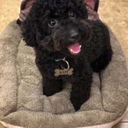 Tìm chó Poodle lông màu đen bị đi lạc tại Tây Hồ, Hà Nội