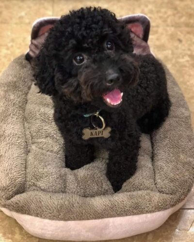 Tìm chó Poodle lông màu đen bị đi lạc tại Tây Hồ, Hà Nội Tìm chó Poodle lông màu đen bị đi lạc tại Tây Hồ, Hà Nội