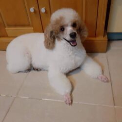 Tìm chó Poodle lông trắng đi lạc ở Quang Trung, Hà Đông, HN