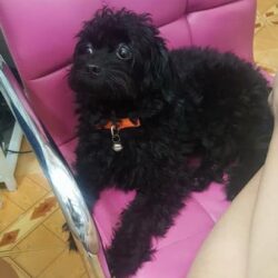 Tìm chó Poodle màu đen bị đi lạc tại Q. Phú Nhuận, TPHCM