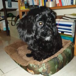 Tìm chó Poodle màu đen bị đi lạc tại TP. Nam Định