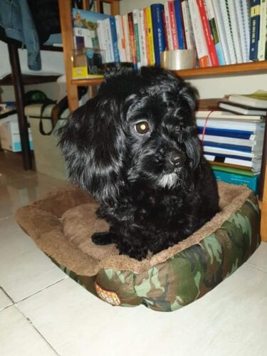 Tìm chó Poodle màu đen bị đi lạc tại TP. Nam Định Tìm chó Poodle màu đen bị đi lạc tại TP. Nam Định