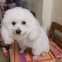 Tìm chó Poodle màu trắng bị đi lạc tại Thanh Xuân, Hà Nội