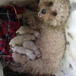 Tìm chó Poodle mẹ bị bắt trộm cho 5 cún con tại Hà Nội