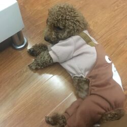 Tìm chó Poodle nâu bị đi lạc tại Hoàng Mai, HN
