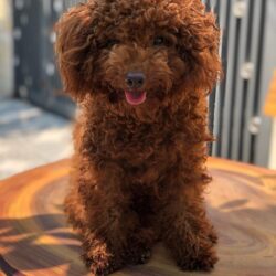 Tìm chó Poodle nâu bị đi lạc tại Q. Sơn Trà, Đà Nẵng