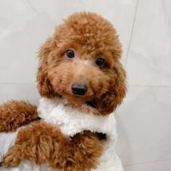 Tìm chó Poodle nâu bị đi lạc tại Quận 7, TPHCM