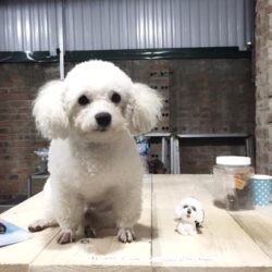 Tìm chó Poodle Tiny bị đi lạc tại Thanh Trì, Hà Nội