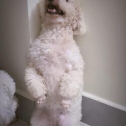 Tìm chó Poodle trắng bị đi lạc tại Quận 7, TPHCM