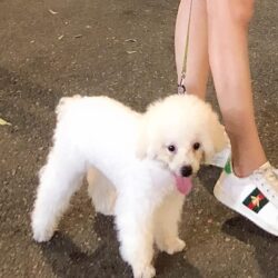 Tìm chó Poodle trắng bị đi lạc tại Văn Chương, Đống Đa, HN