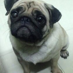 Tìm chó Pug mặt nhăn đi lạc tại Âu Cơ, Tây Hồ, HN