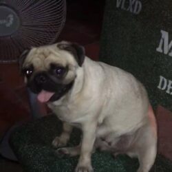 Tìm chó Pug mặt xệ bị đi lạc tại Hóc Môn, TPHCM