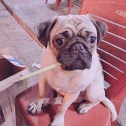 Tìm chó Pug mặt xệ bị đi lạc tại Ngũ Hành Sơn, Đà Nẵng