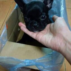 Tìm chó Pug màu đen bị đi lạc tại quận Hoàn Kiếm, Hà Nội