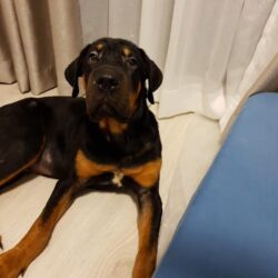 Tìm chó Rottweiler màu đen bị đi lạc tại Q. Bình Tân, TPHCM