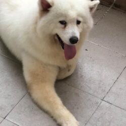 Tìm chó Samoyed bị đi lạc tại Ngũ Hành Sơn, Đà Nẵng