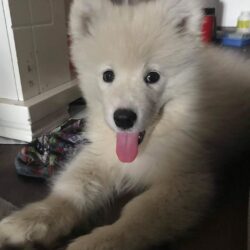 Tìm chó Samoyed bị đi lạc tại Nguyễn Xiển, Thanh Xuân, HN
