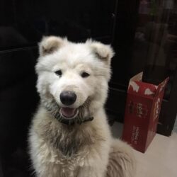 Tìm chó Samoyed bị đi lạc tại Quận 4, TPHCM