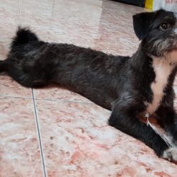 Tìm chó Snauzer bị đi lạc tại Đống Đa, Hà Nội