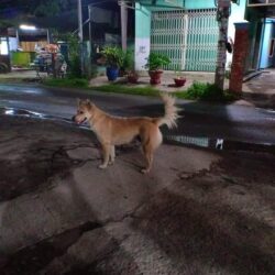 Tìm chó ta bị đi lạc tại Bình Chánh, TPHCM