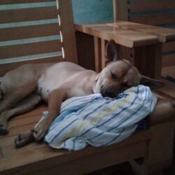 Tìm chó ta bị đi lạc tại thành phố Thanh Hóa