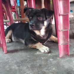 Tìm chó ta màu đen bị đi lạc tại Bình Thủy, Cần Thơ