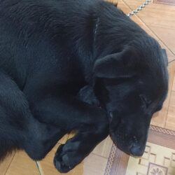 Tìm chó ta màu đen đi lạc tại Trần Thái Tông, Cầu Giấy, HN