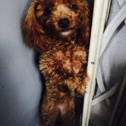 Tìm chó Tiny Poodle bị đi lạc tại bến xe Đà Nẵng