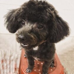 Tìm chó Tiny Poodle bị đi lạc tại Bình Phú, Q6, TPHCM