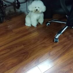 Tìm chó Tiny Poodle màu trắng bị đi lạc tại Q3, TPHCM