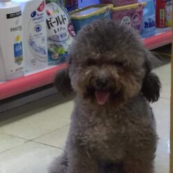 Tìm chó Tiny Poodle màu xám bị đi lạc tại Đống Đa, Hà Nội