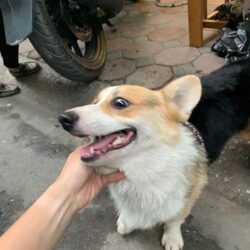 Tìm chủ cho chó Corgi bị đi lạc tại Thái Hà, Đống Đa, HN