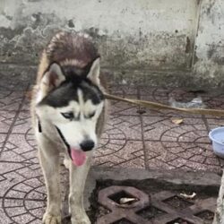 Tìm chủ cho chó Husky bị đi lạc tại Vĩnh Long